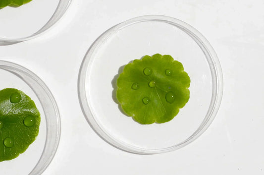 Centella Asiatica Skincare: Benefits for Sensitive Skin