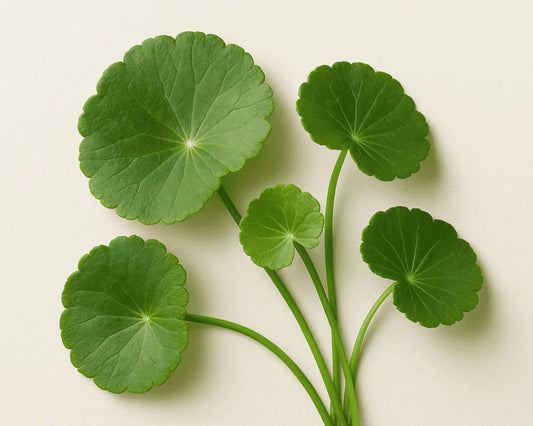 Why Our Centella Asiatica Moisturizer Stands Out