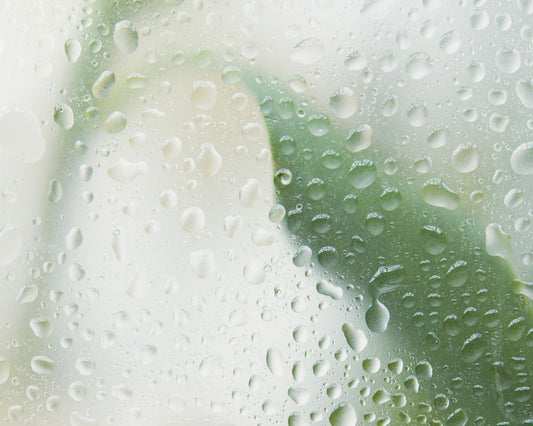 What Does Heartleaf Do for Skin?